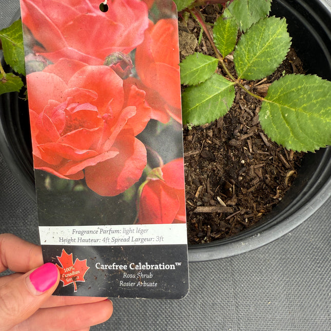 Carefree Celebration