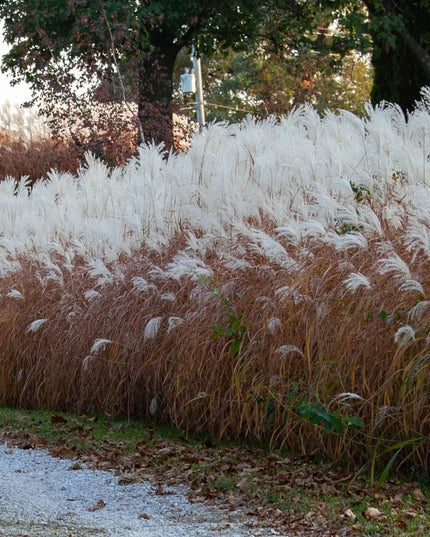 Purple Flame Grass (Miscanthus)