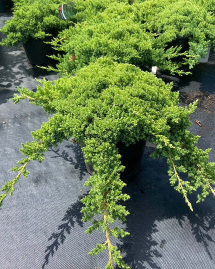 Japanese Garden Juniper
