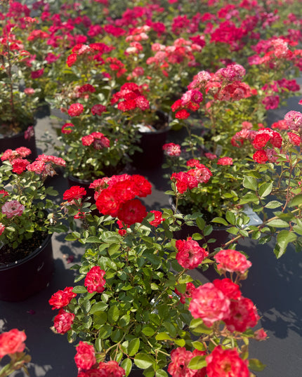 Always Together Rose