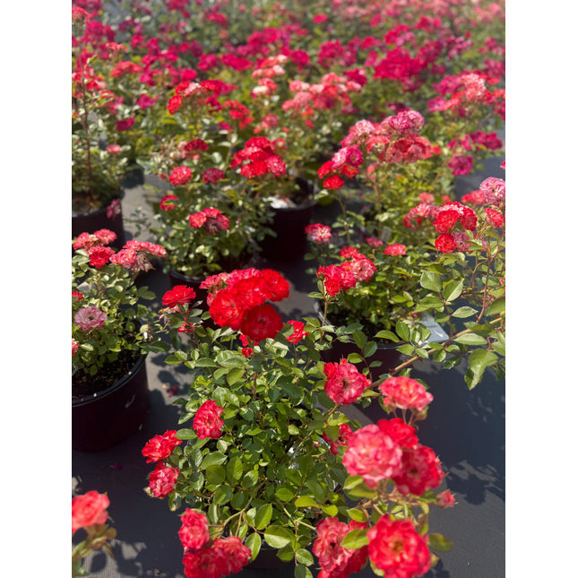 Always Together Rose
