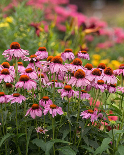Coneflower PowWow Wildberry