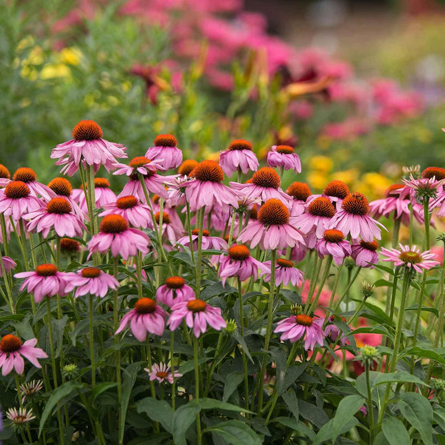 Coneflower PowWow Wildberry