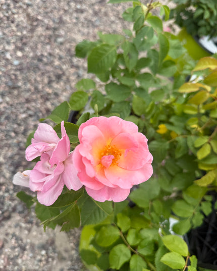 Knock Out Rainbow Rose