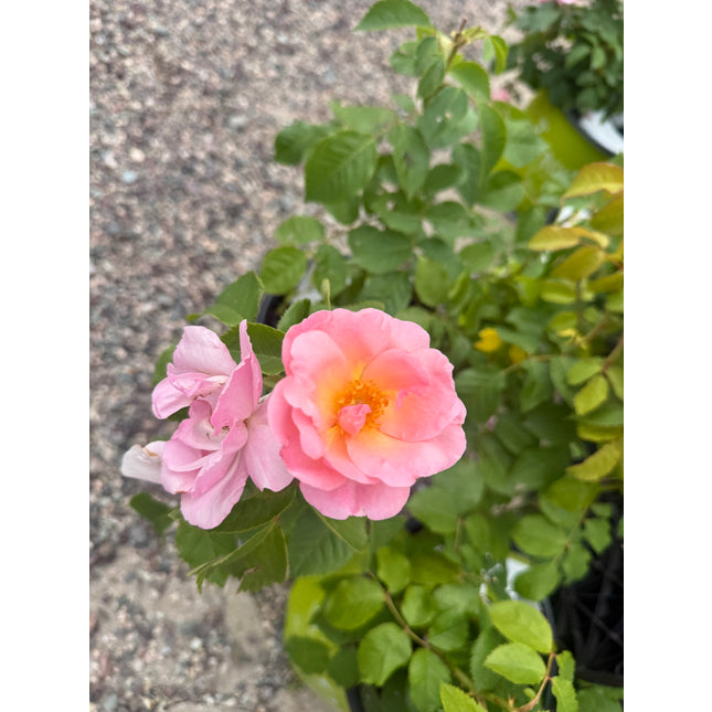 Knock Out Rainbow Rose