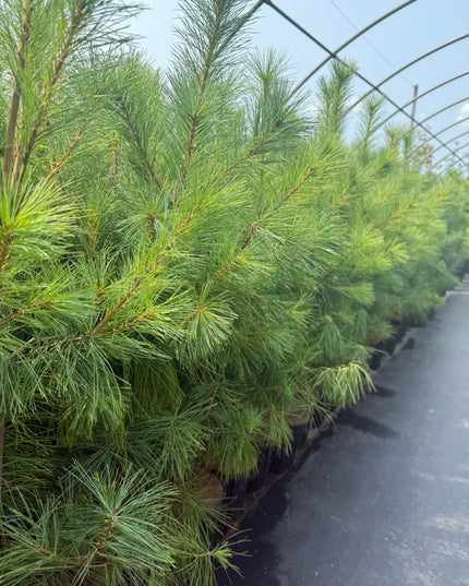 White Pine (1 Gal - 3-4 ft tall)