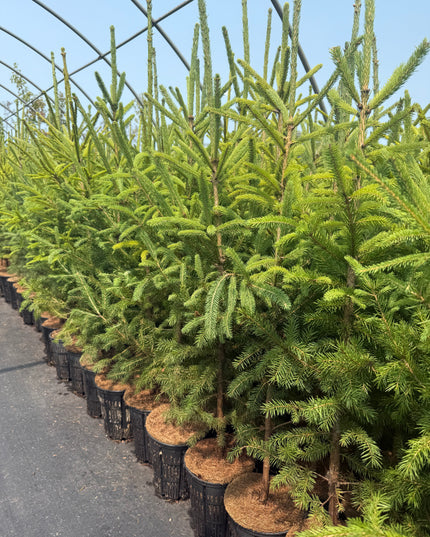 Norway Spruce (1 Gal - 3-4ft tall)