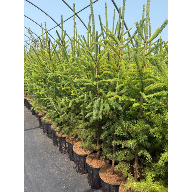 Norway Spruce (1 Gal - 3-4ft tall)