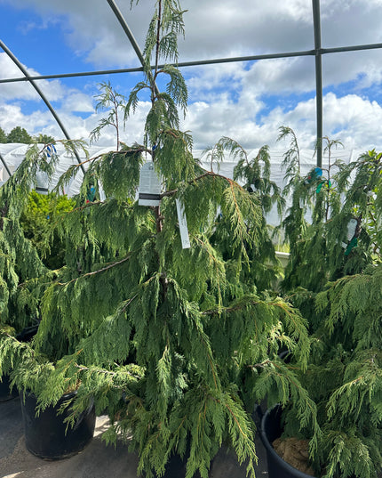 Weeping Nootka Cypress