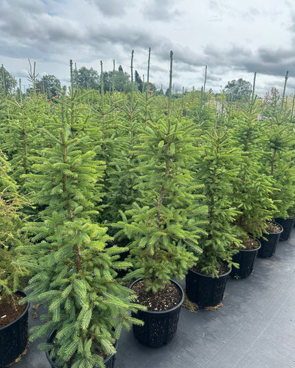 White Spruce