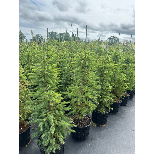 White Spruce