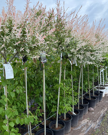 Hakuro Nishiki Willow Standard