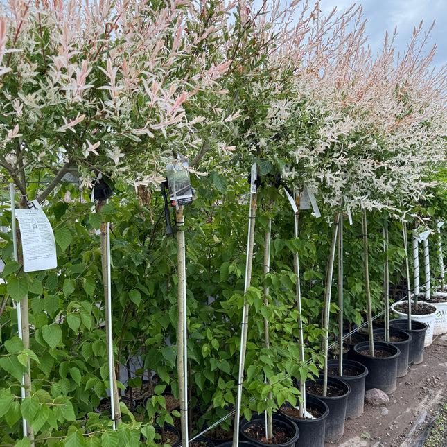 Hakuro Nishiki Willow Standard