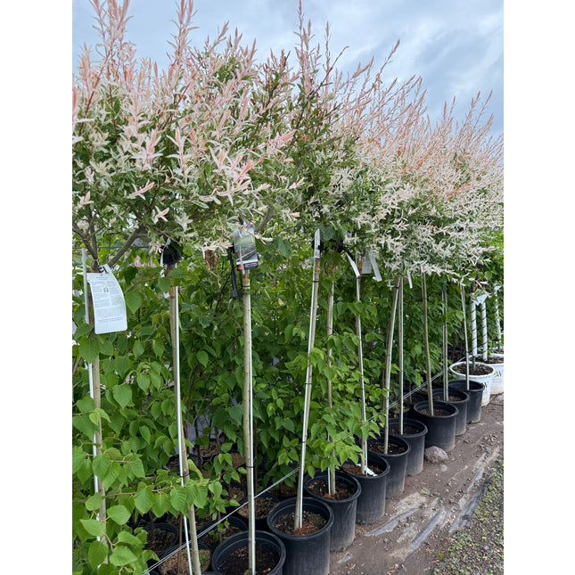 Hakuro Nishiki Willow Standard
