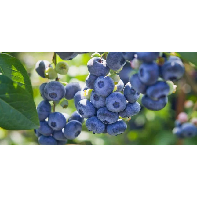 Chippewa Blueberry