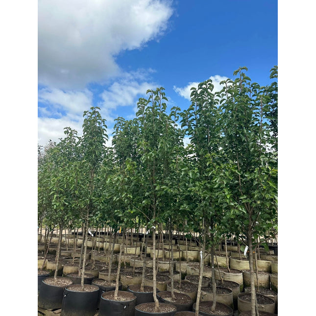Chanticleer® Ornamental Pear