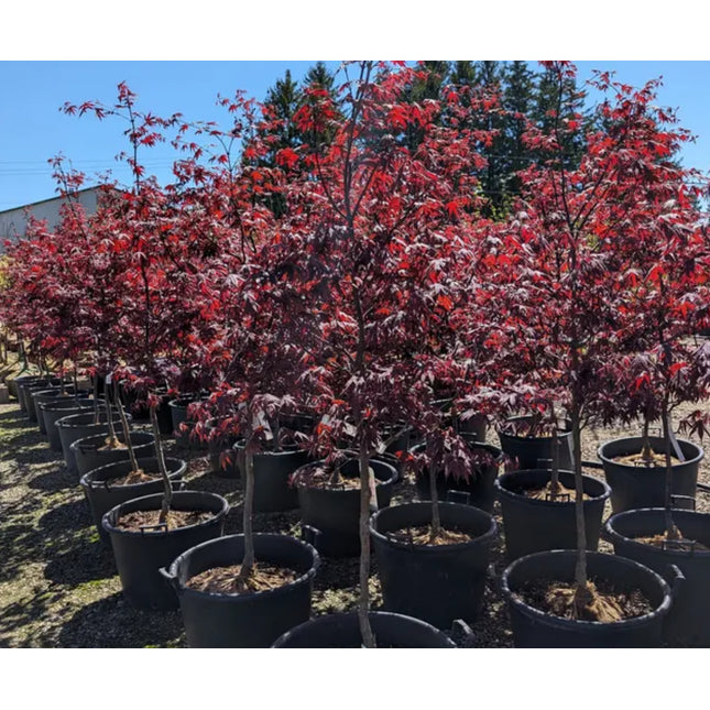 Bloodgood Japanese Maple