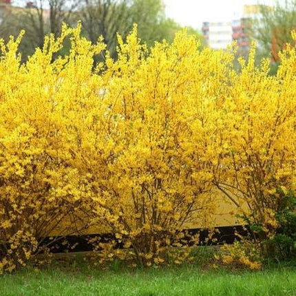 Northern Gold Forsythia