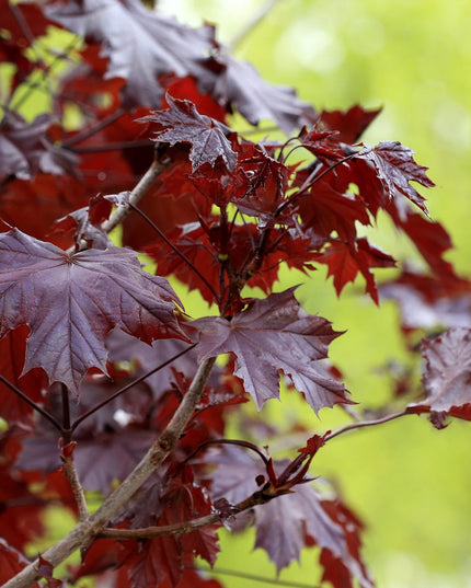 Crimson King Maple