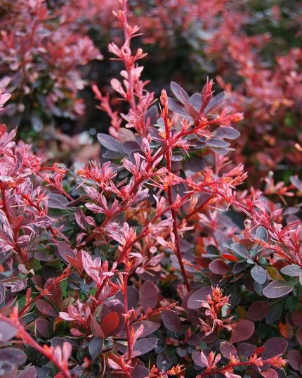 Rose Glow Barberry