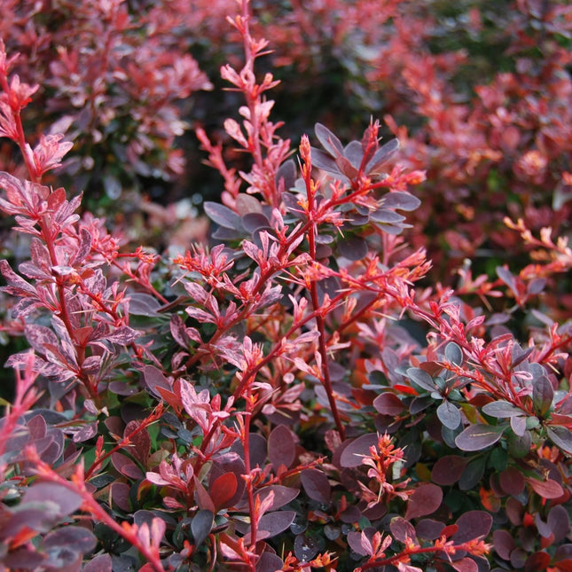 Rose Glow Barberry