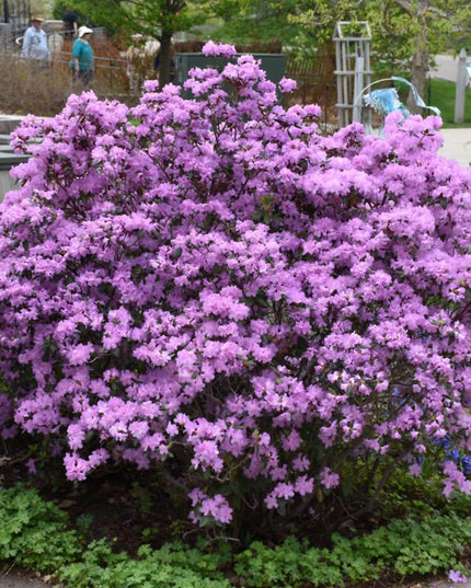 PJM Rhododendron