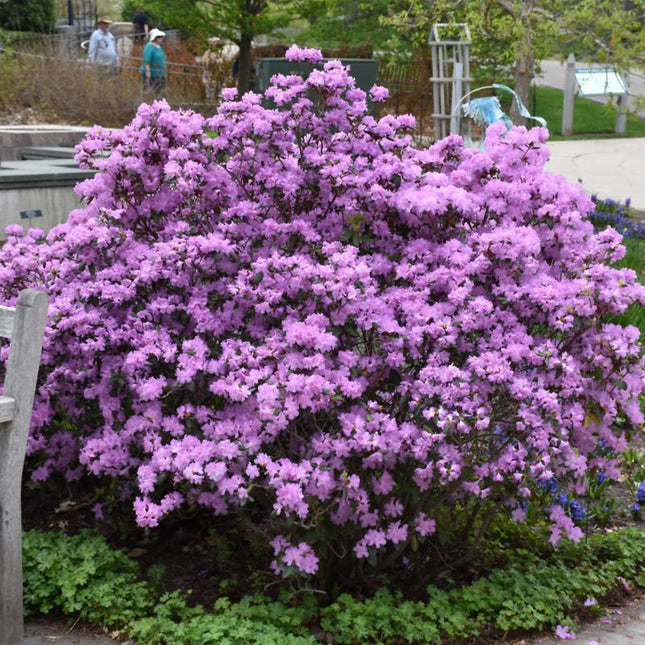 PJM Rhododendron