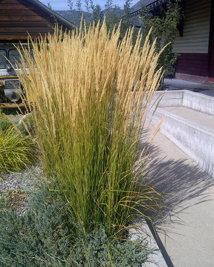 Feather Reed Grass ‘Karl Foerster’