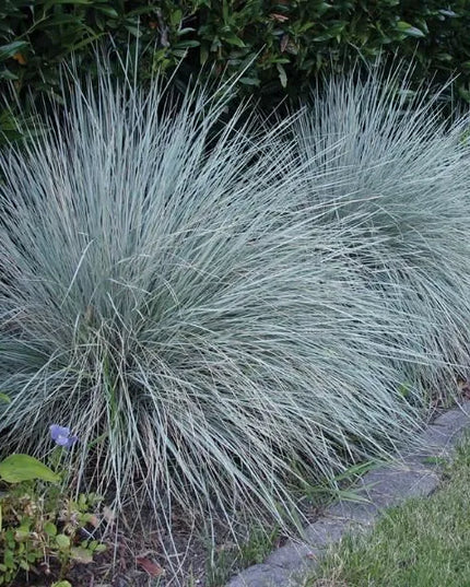 Blue Oat Grass