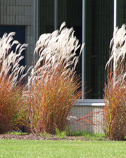 Purple Flame Grass (Miscanthus)