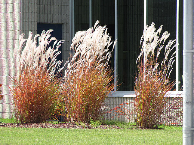 Purple Flame Grass (Miscanthus)