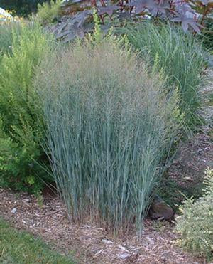 Heavy Metal Grass (Panicum)