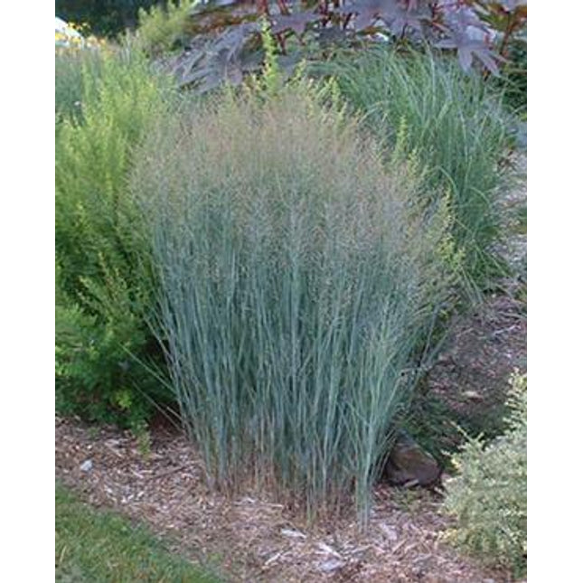 Heavy Metal Grass (Panicum)