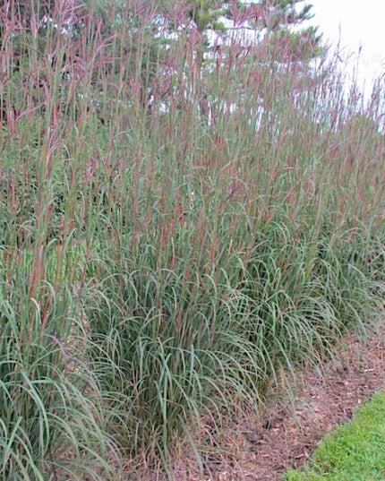Big Bluestem