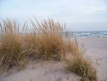 Beach Grass (Marram)