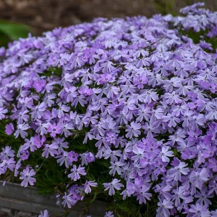 Creeping Phlox Emerald Blue