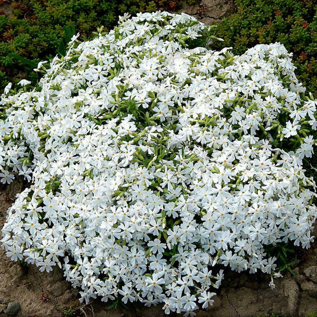 Creeping Phlox White Delight