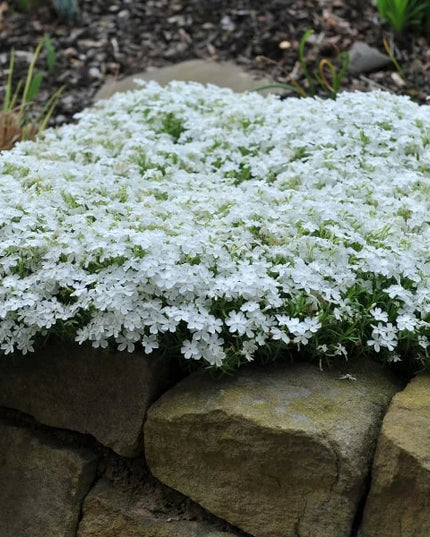 Creeping Phlox White Delight