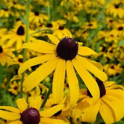 Black-Eyes Susan (Rudbeckia Hirta)