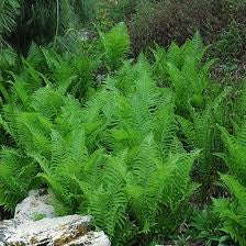 Ostrich Fern