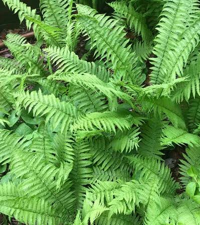 Ostrich Fern