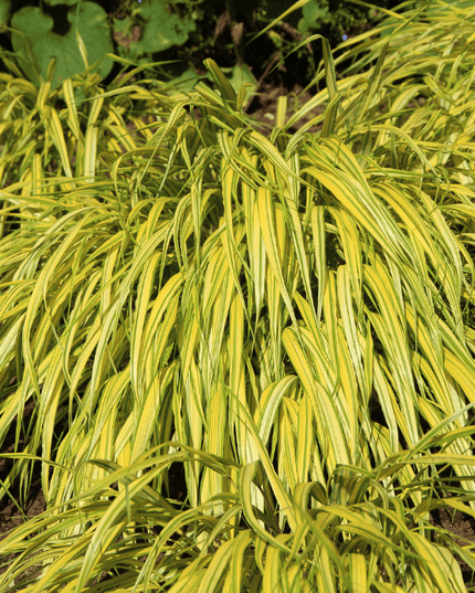 Japanese Forest All Gold
