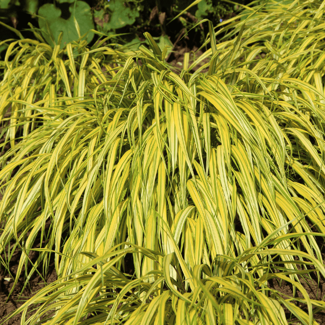 Japanese Forest All Gold