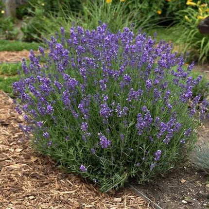 Lavender Hidcote
