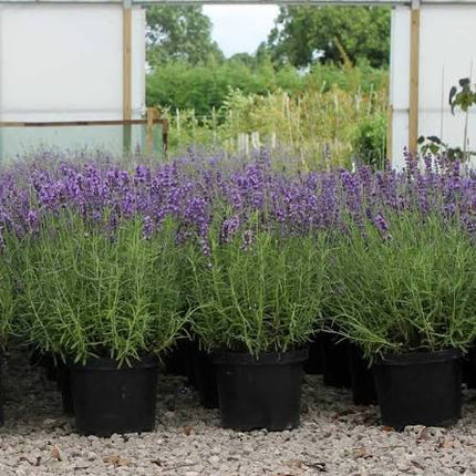 Lavender Hidcote