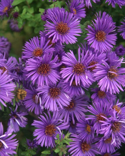 Aster Purple Dome