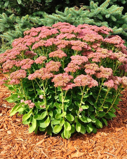 Sedum Autumn Joy