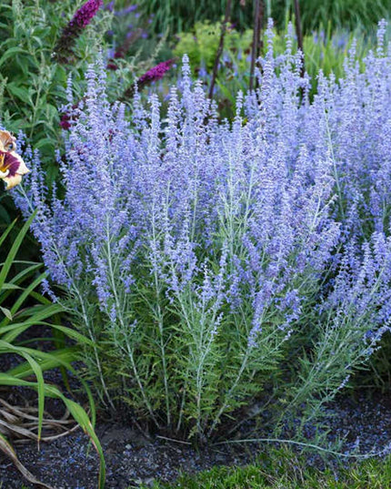 Russian Sage