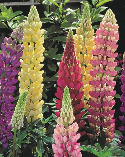 Lupin Gallery Mix