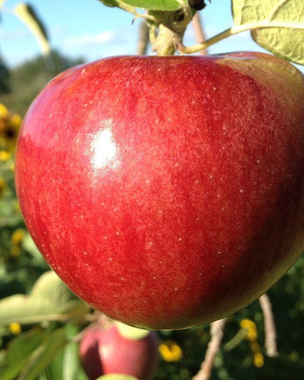 Cortland Apple Tree